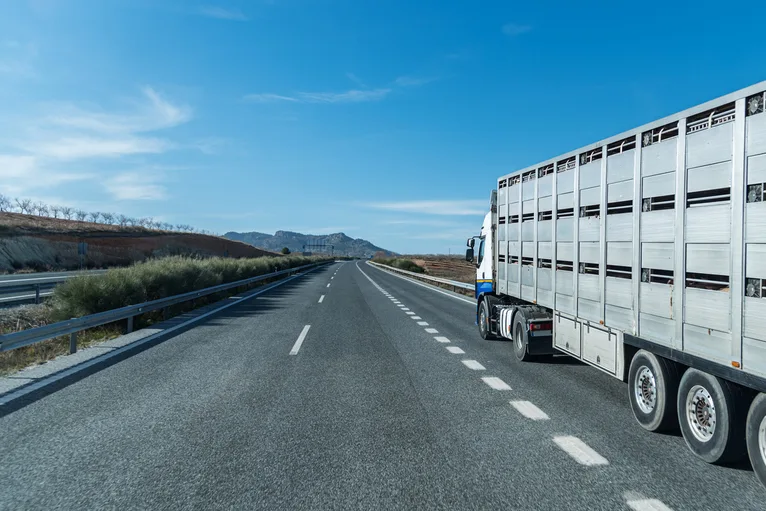 Cattle Truck Accident Lawyers